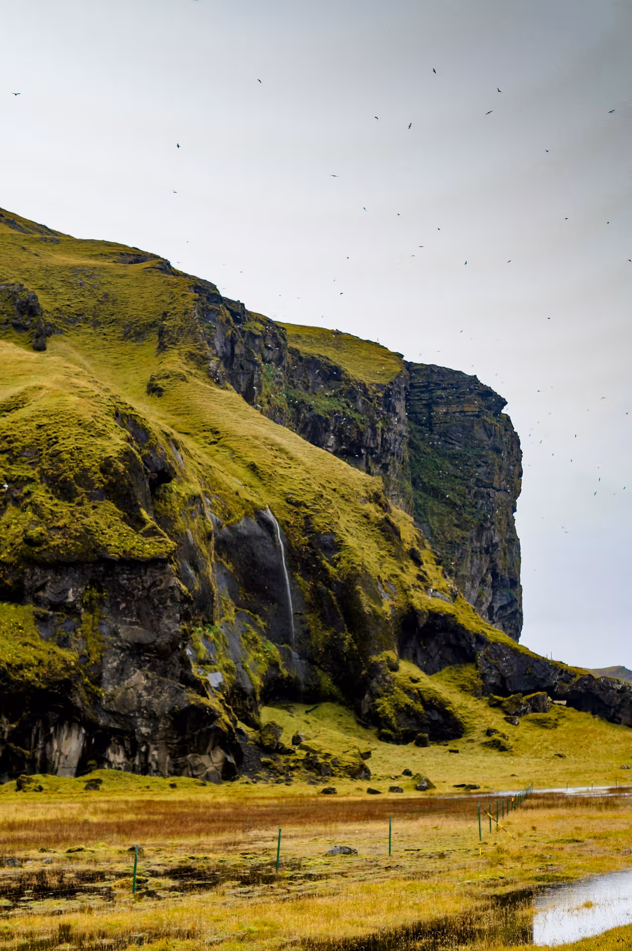 Moss-covered sea cliffs with small waterfall and birds in flight on Snaefellsnes Peninsula, Iceland