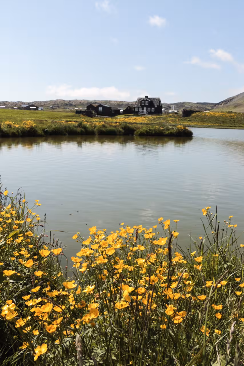 Yellow wildflowers beside a calm lake with a black farmhouse on the Snaefellsnes Peninsula, Iceland