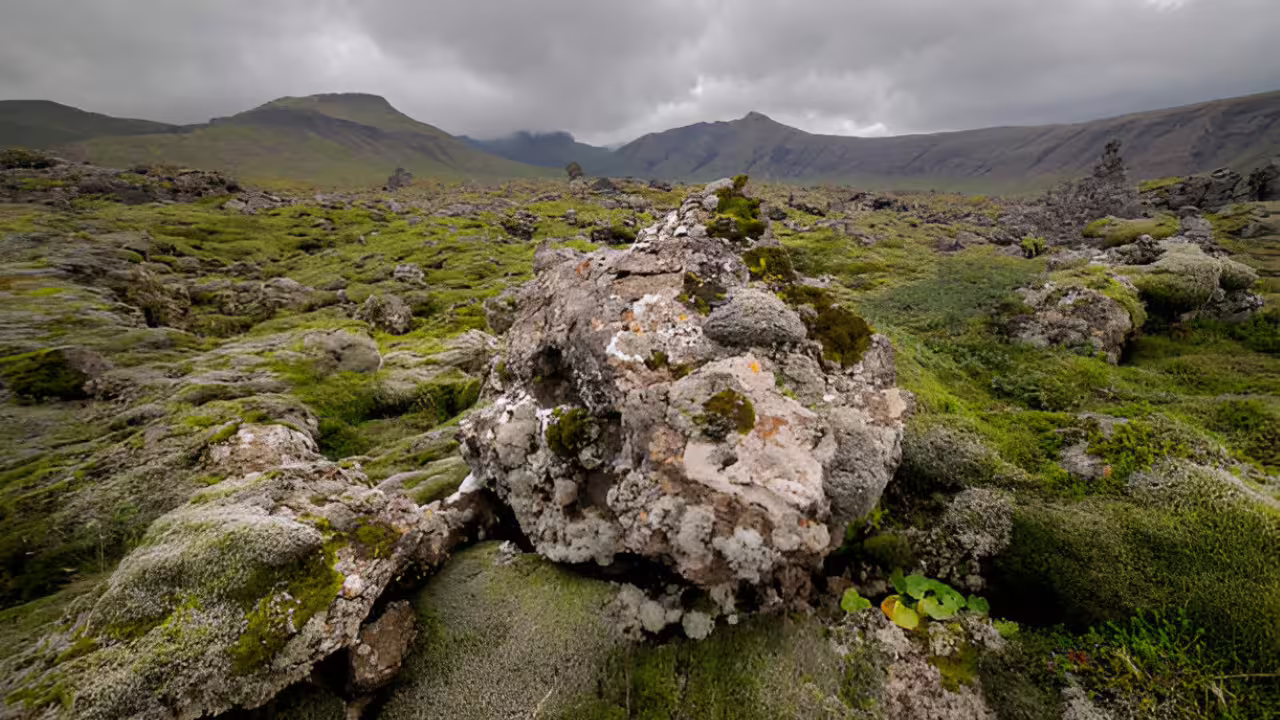Moss-covered lava field with lichen-encrusted rocks and mountains under cloudy skies on Snaefellsnes Peninsula