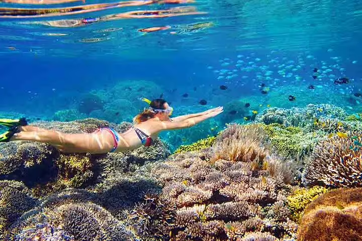 Snorkeler gliding over vibrant coral reef in Marsa Mubarak, Marsa Alam on dugong and turtle day trip