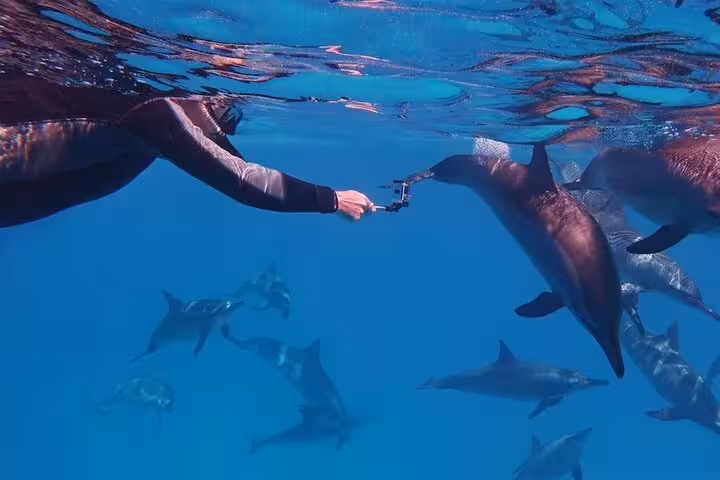 Snorkeler filming wild dolphins underwater at Dolphin House, Hurghada Red Sea swim with dolphins excursion