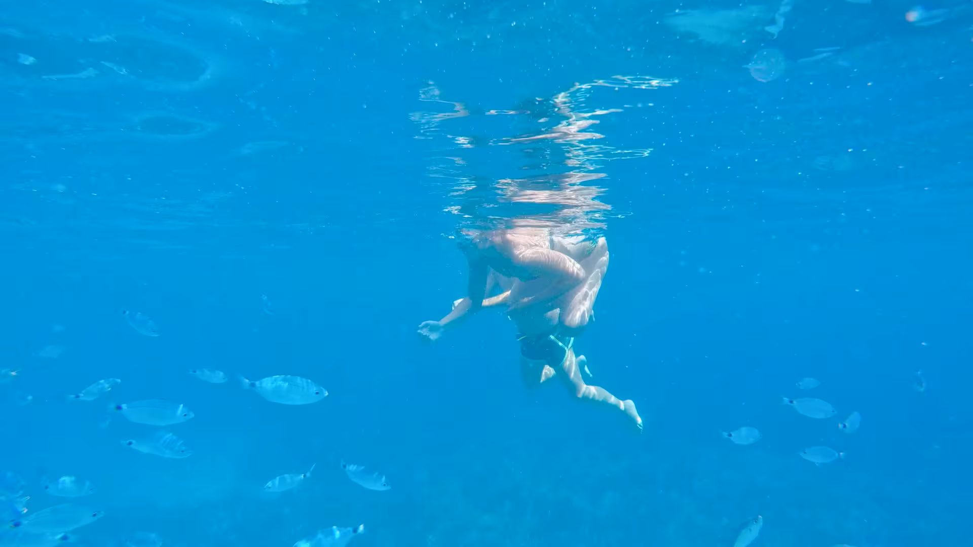 Snorkeler surrounded by fish in the vibrant waters of Porto Conte Park, Alghero, during an exciting underwater tour.