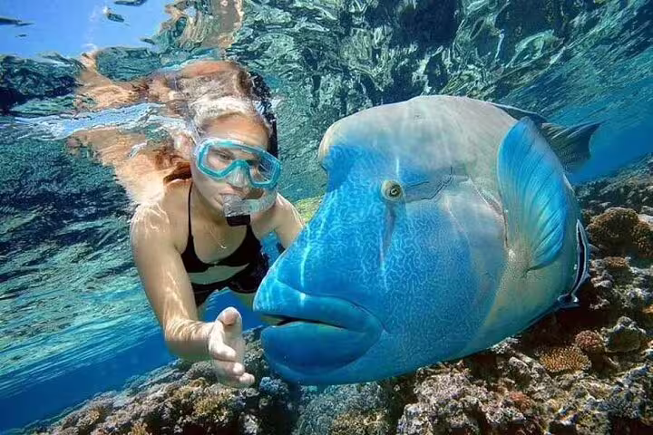 Snorkeler close to a giant Napoleon wrasse in the Red Sea on a Hurghada VIP boat day trip