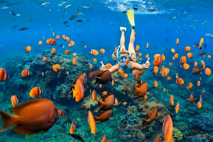 Snorkeler over Samadai Reef Dolphin House Marsa Alam, swimming above coral with colorful reef fish
