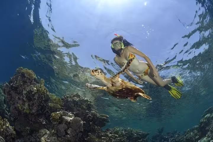 Snorkeler swims beside a sea turtle over coral reef, part of dolphin swim and banana boat sea adventure tour