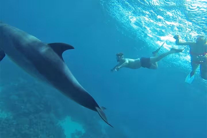 Snorkeler swimming beside a wild dolphin at Dolphin House, Hurghada Red Sea tour with lunch included