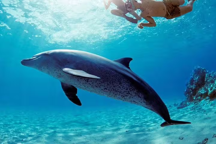 Snorkeler swimming beside a wild dolphin at Satayh Dolphin Reef, Marsa Alam Red Sea snorkeling tour