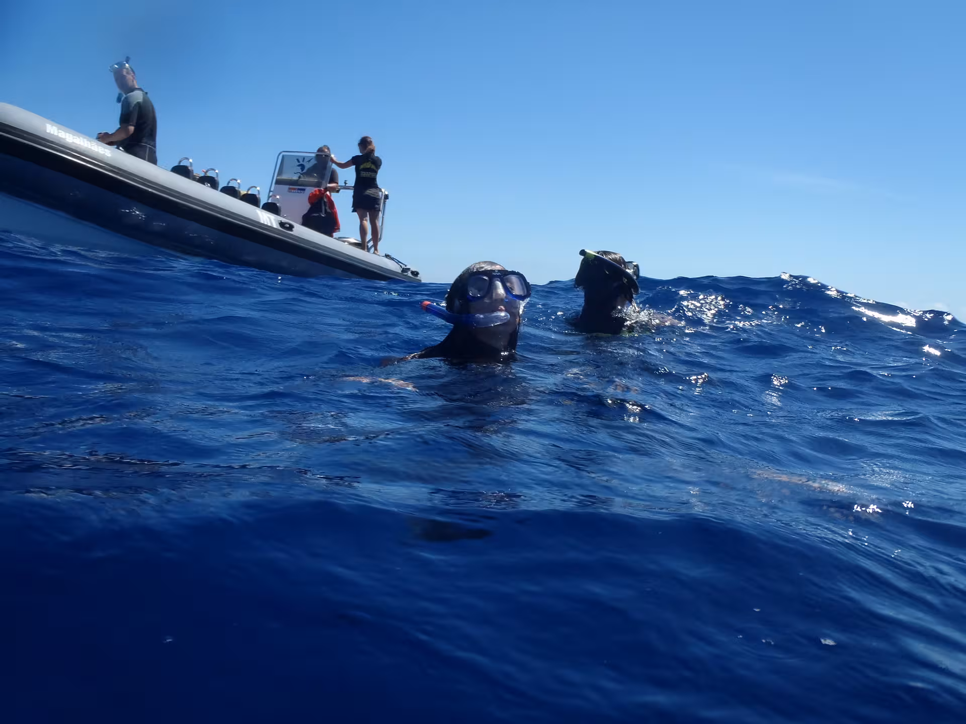 Snorkelers beside a RIB boat in the Atlantic during a half-day swimming with dolphins tour from São Miguel, Azores