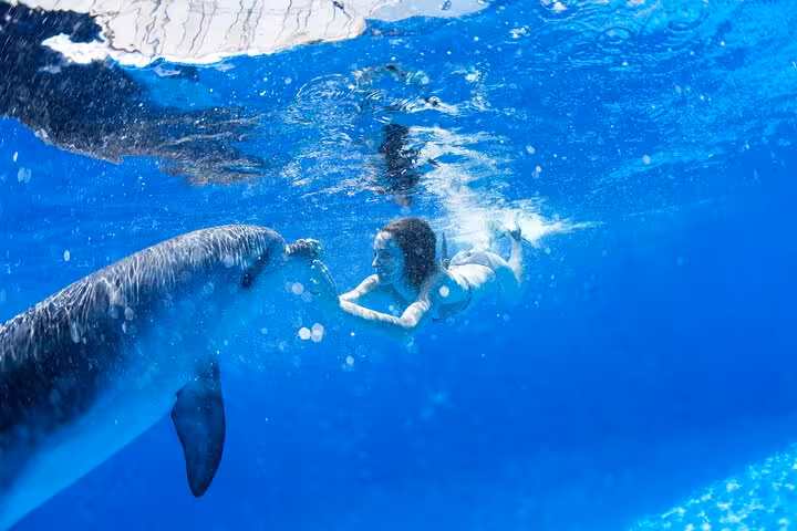Close-up snorkeling with a dolphin at Dolphin House Hurghada, Red Sea excursion with boat cruise and lunch