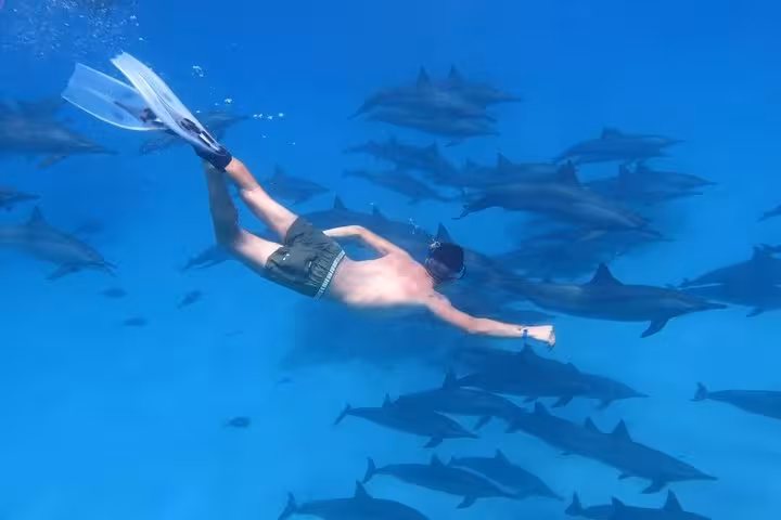 Snorkeler swimming near a pod of dolphins in open blue water, a thrilling swim with dolphins and banana boat trip