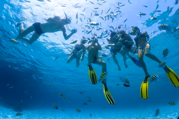 Snorkelers in the Red Sea near Dolphin House Hurghada, swimming among colorful reef fish on tour
