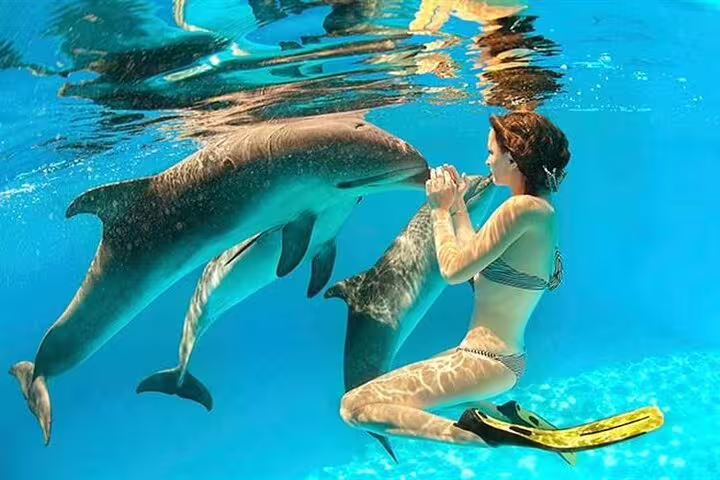 Snorkeler swimming with dolphins at Sataya Dolphin House on VIP boat day trip from Marsa Alam, Red Sea