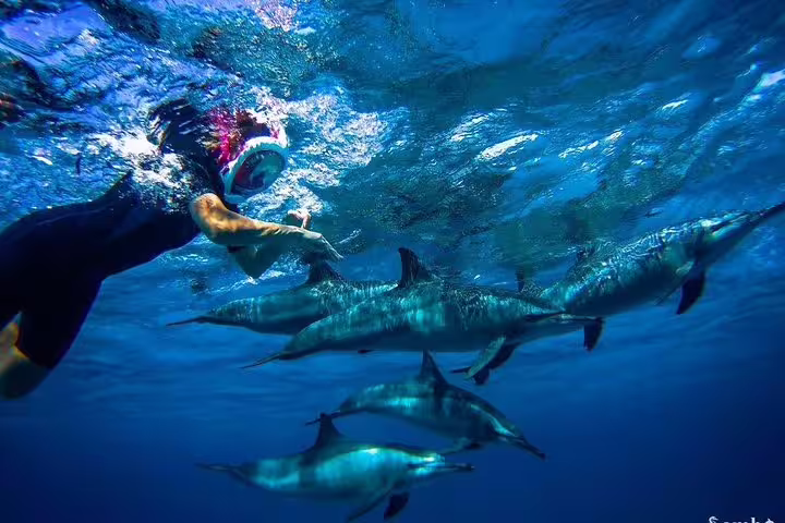 Snorkeler swimming with wild dolphins at Satayh Dolphin Reef, Red Sea Marsa Alam snorkeling trip underwater view