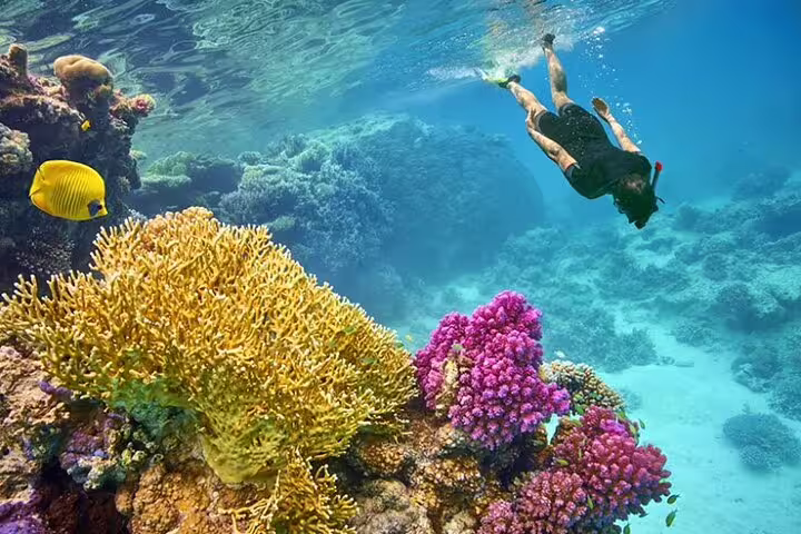 Snorkeling above colorful Red Sea corals and tropical fish at Marsa Mubarak, Marsa Alam dugong tour