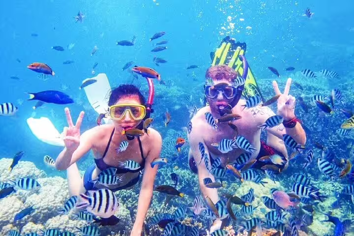 Snorkeling at Orange Bay Island from Hurghada VIP boat trip, colorful reef fish and coral underwater