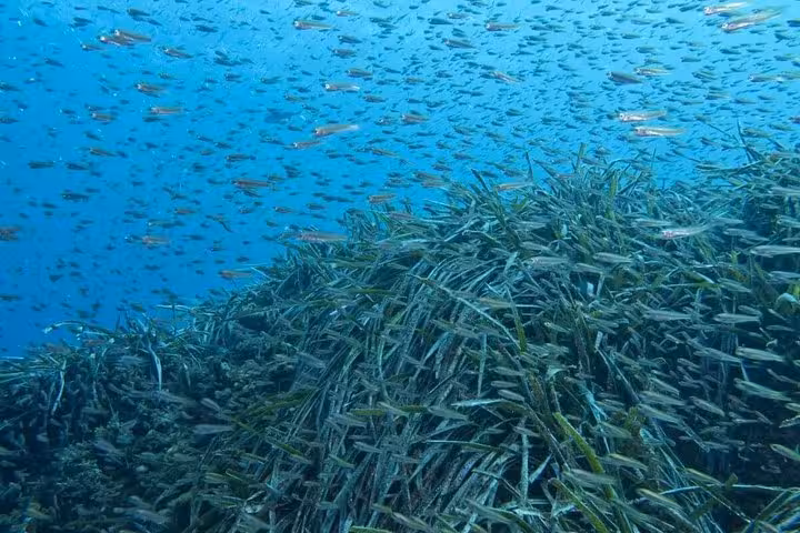 Vibrant underwater scene with schools of fish and lush seagrass, perfect for snorkeling near Malaga's paradise beaches.