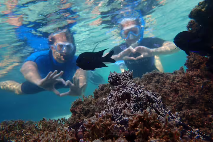 Snorkelers explore vibrant coral reefs and diverse marine life in crystal-clear waters, perfect for an unforgettable snorkeling tour.