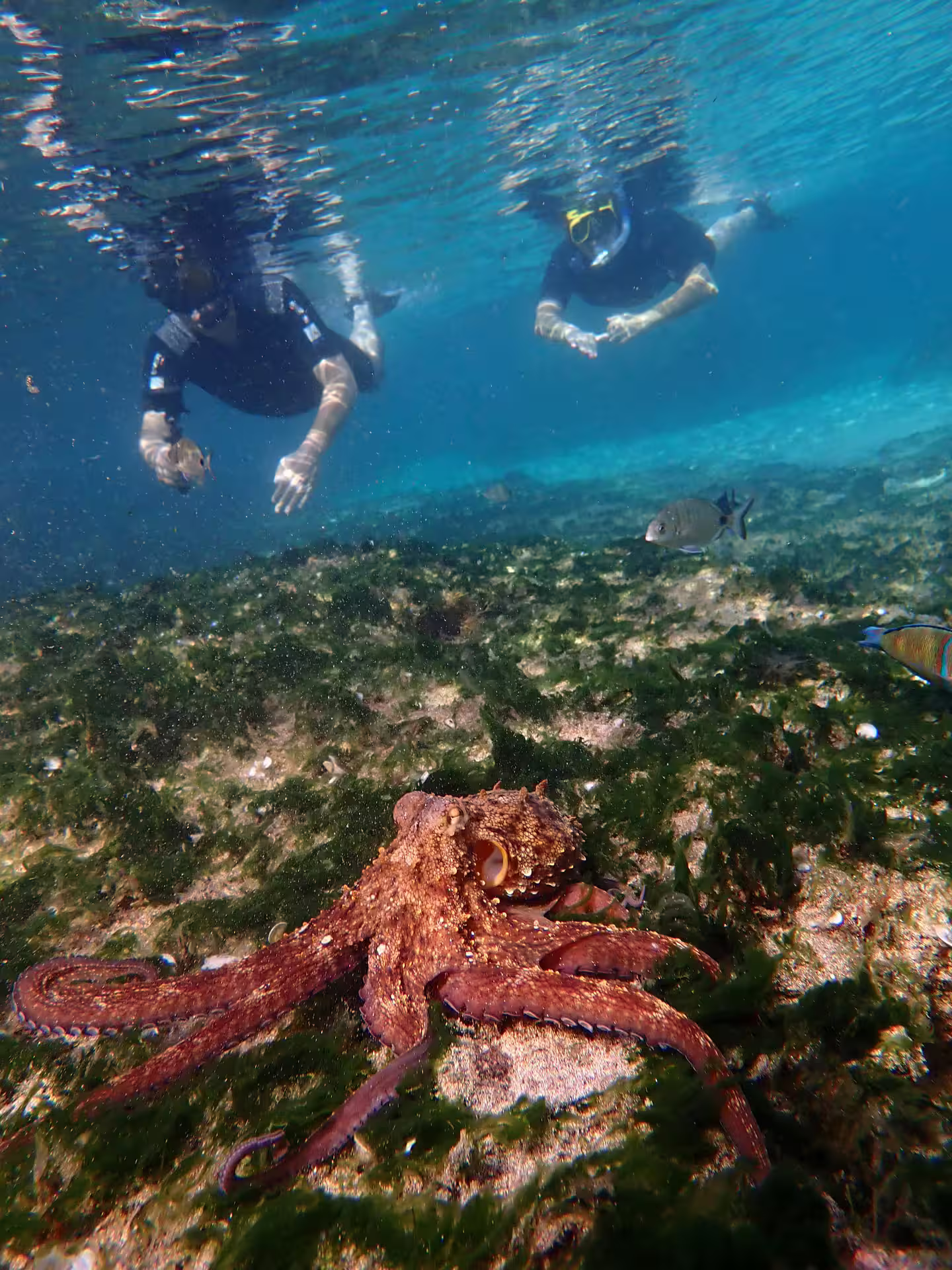 Snorkeler explores vibrant coral reef with a camouflaged octopus in crystal-clear waters, perfect for an unforgettable snorkeling tour.