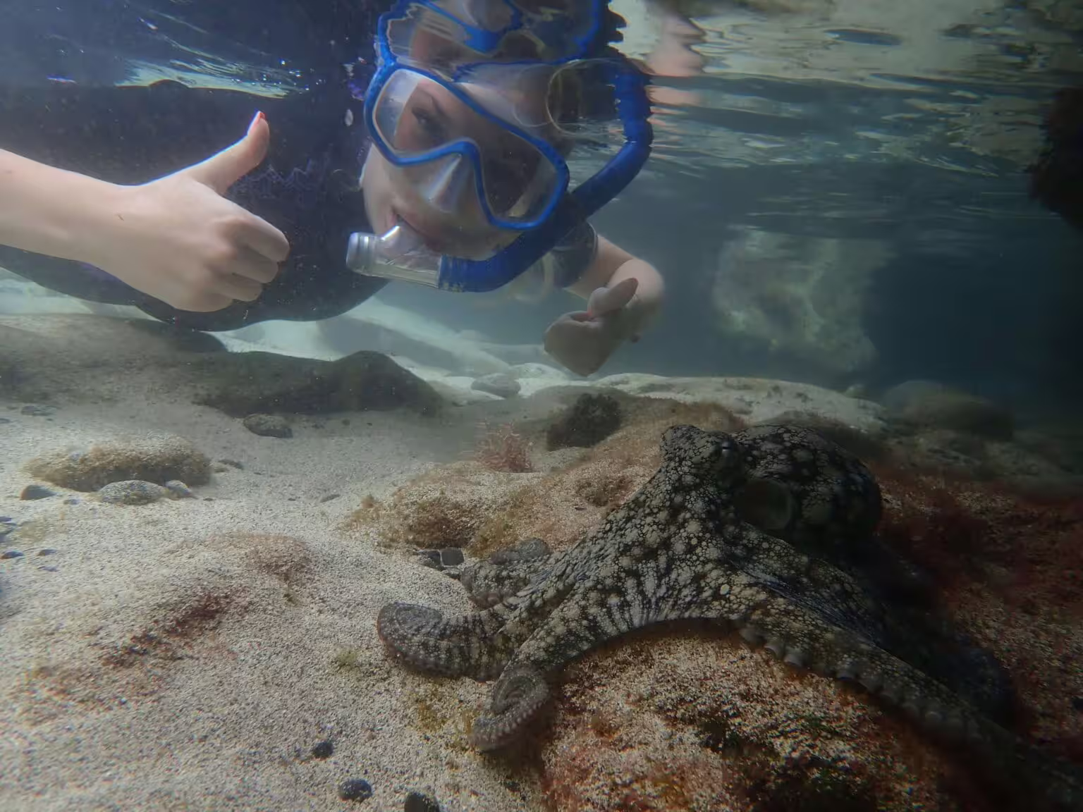 Underwater snorkeling tour features diver giving thumbs up near a camouflaged octopus in vibrant marine habitat.