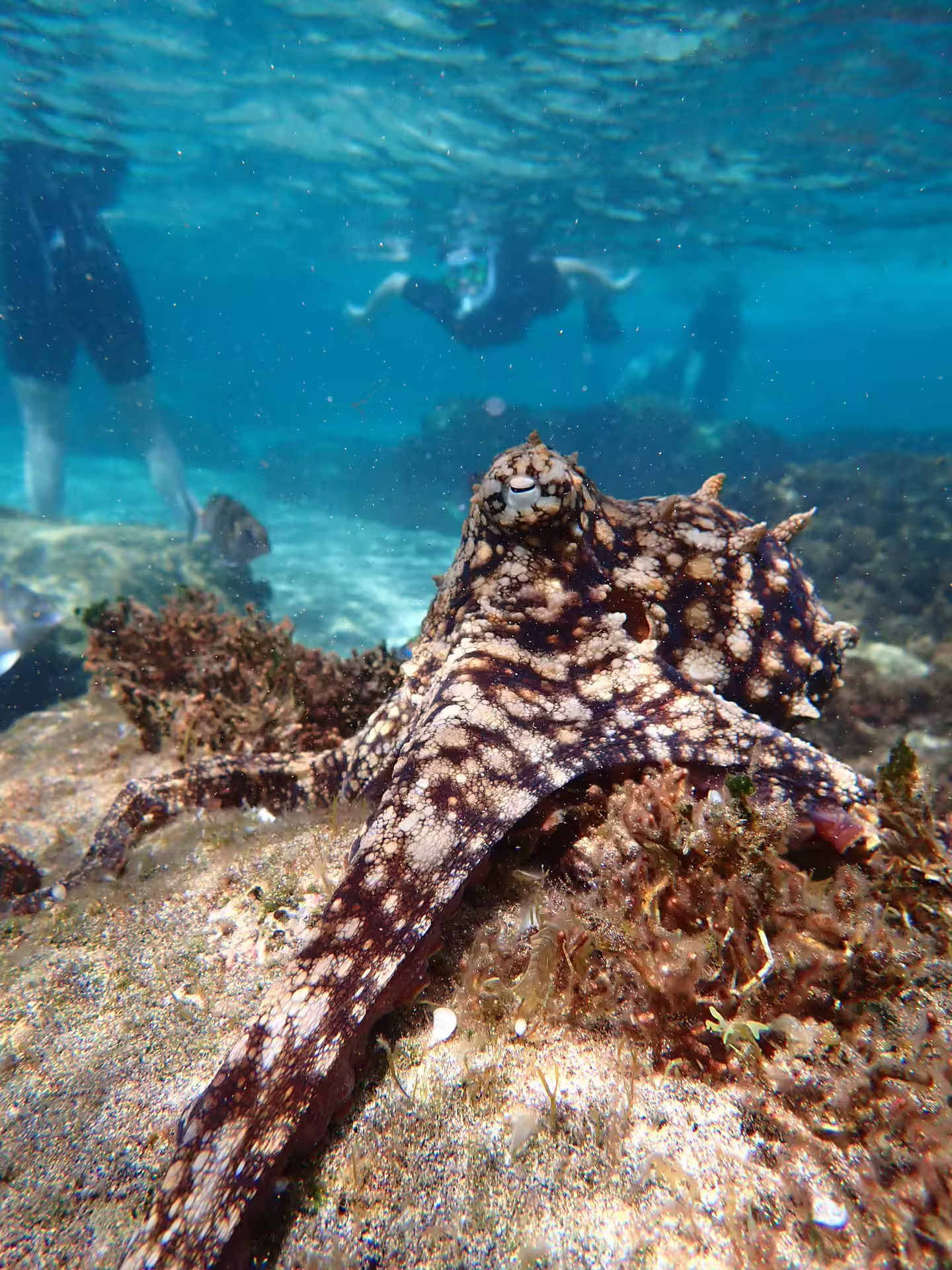 Underwater view of snorkelers exploring vibrant marine life with a camouflaged octopus on a coral reef.