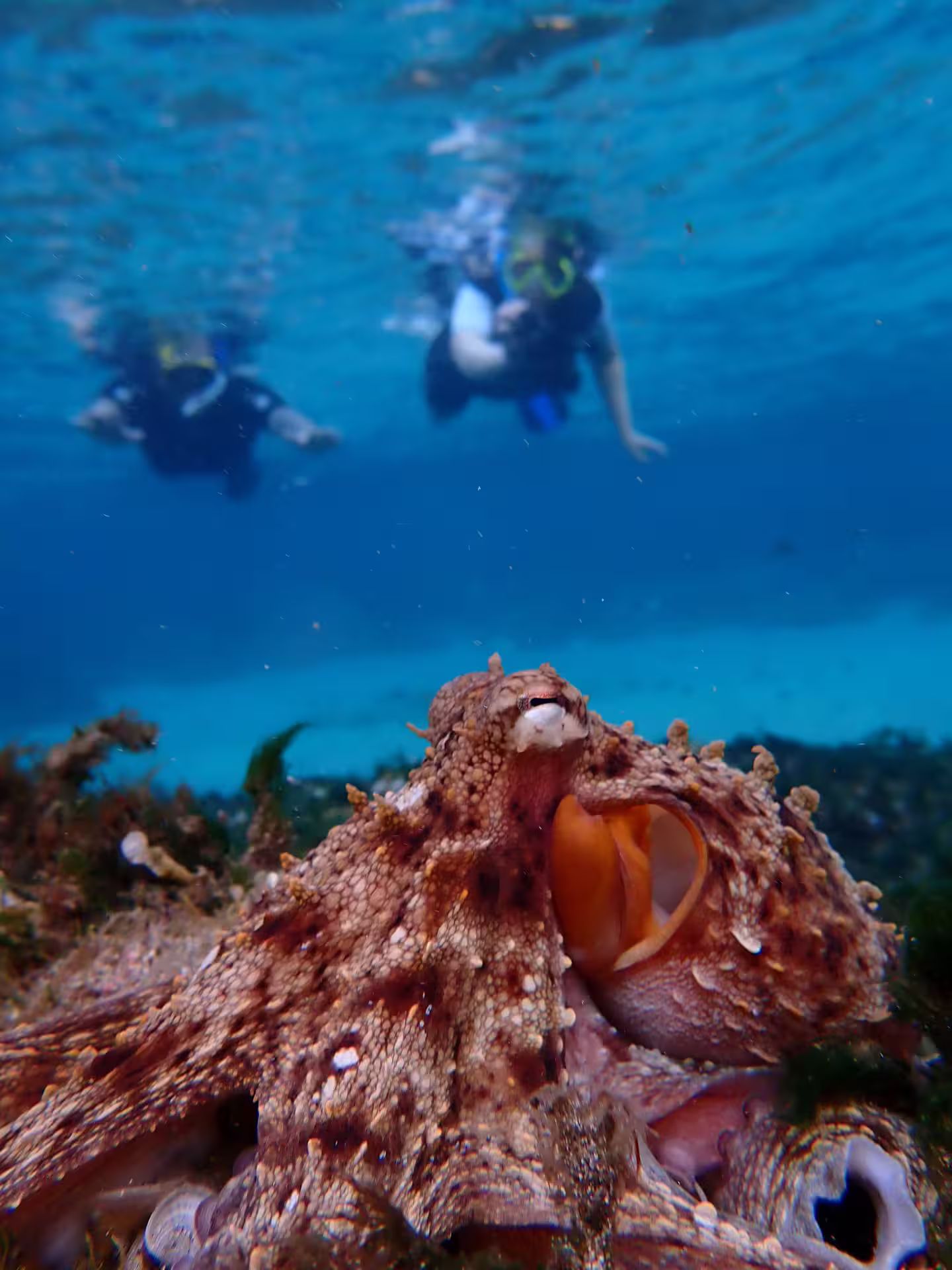 Snorkelers explore vibrant marine life with an octopus encounter in crystal-clear waters on an unforgettable snorkeling tour.