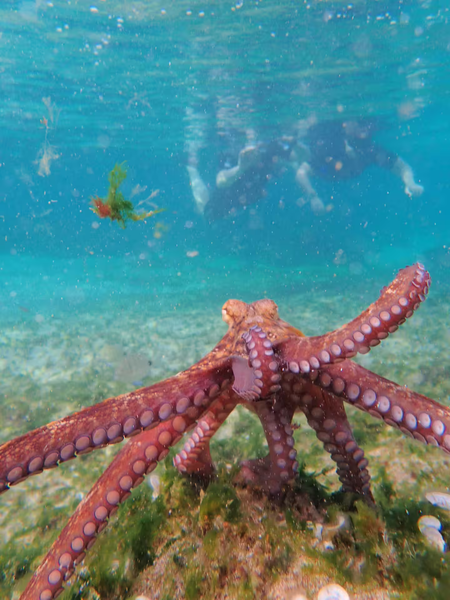 Snorkeling tour adventure showcasing a vibrant octopus in clear turquoise waters, ideal for marine life enthusiasts and underwater explorers.