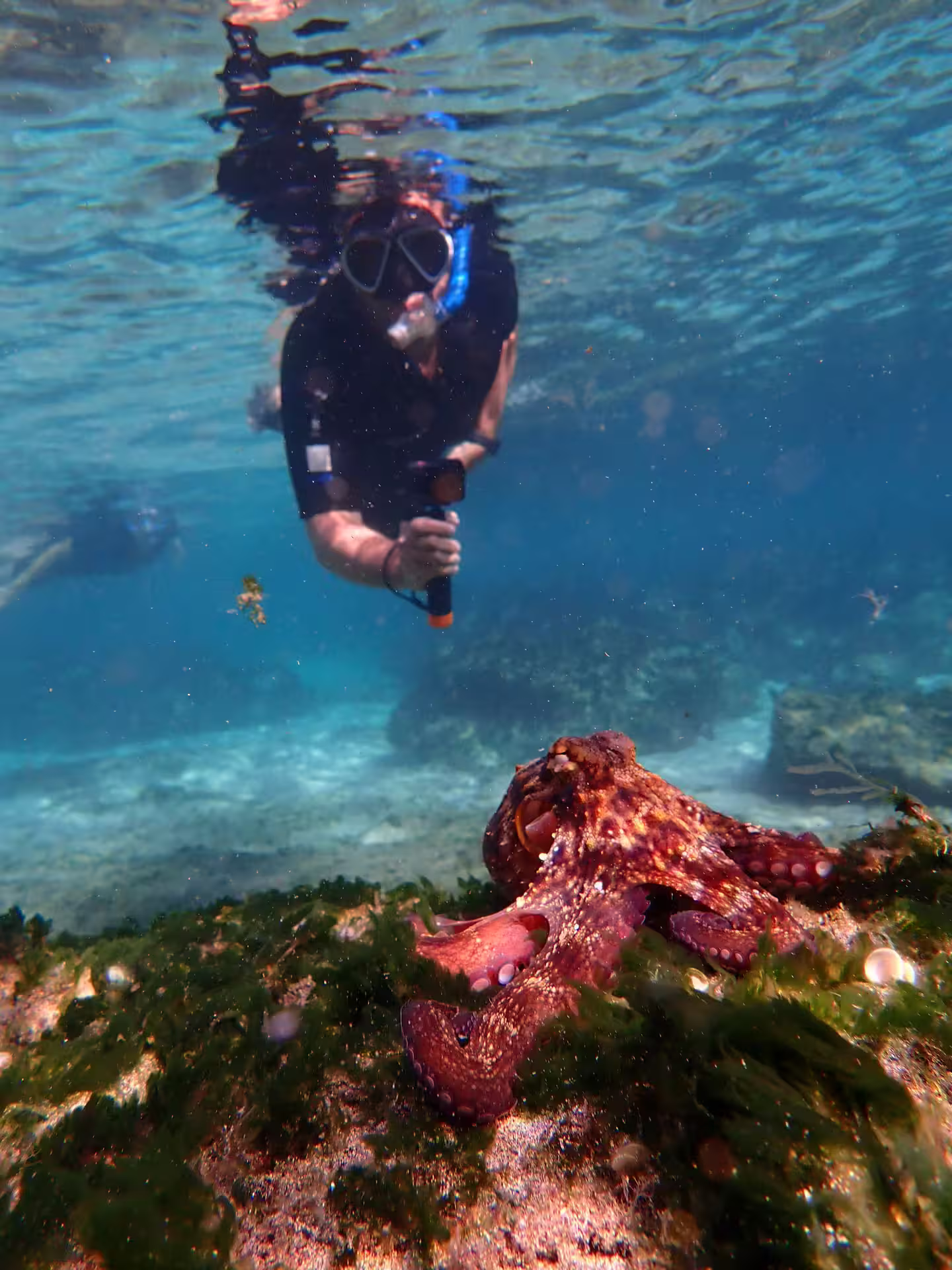 Snorkeler explores vibrant underwater world, capturing close-up of an octopus on a guided snorkeling tour in crystal-clear waters.