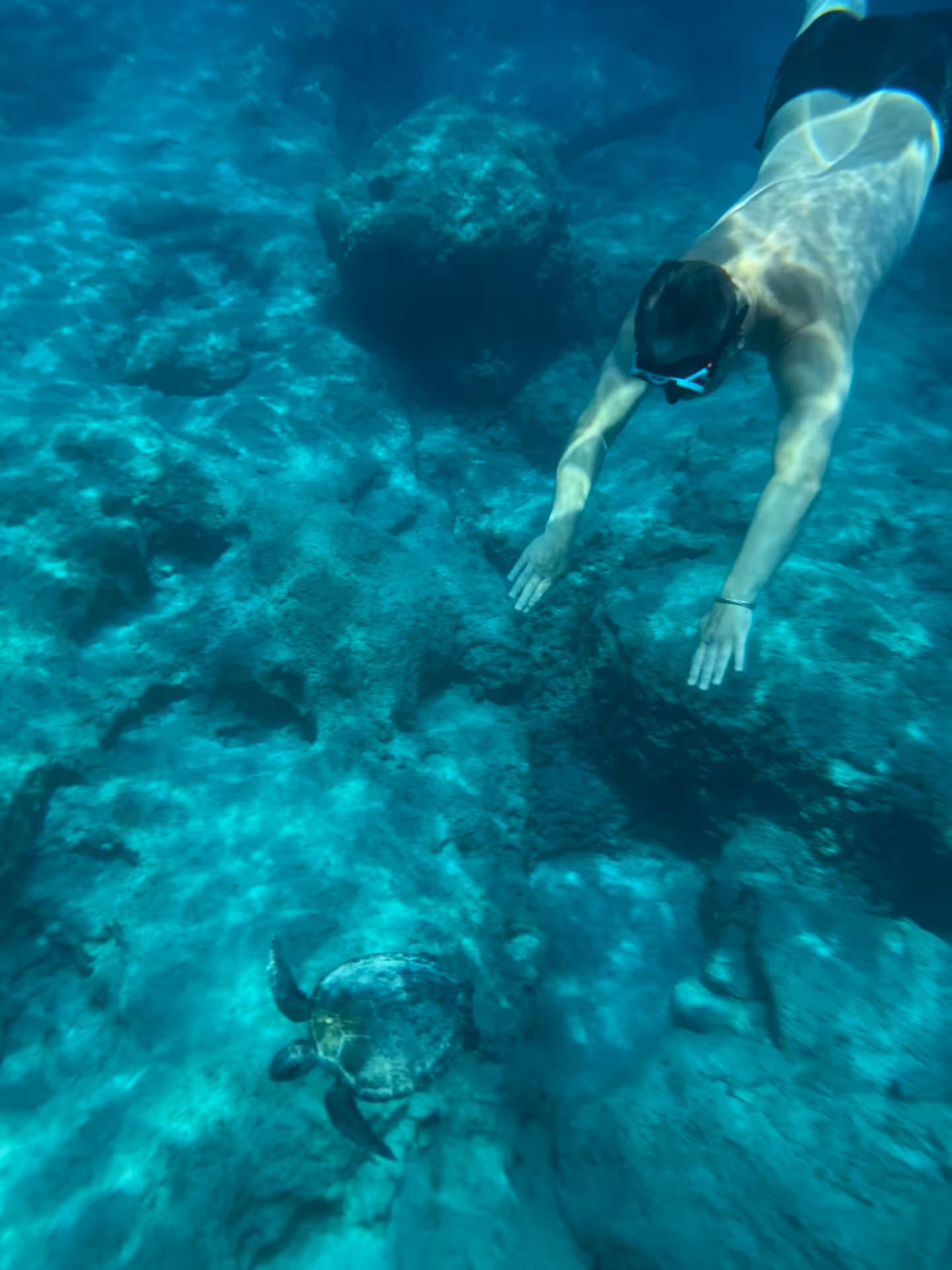 Snorkeller swimming above rocky seabed with sea turtle on 2-hour Cave & Snorkelling Bayliner M17 tour