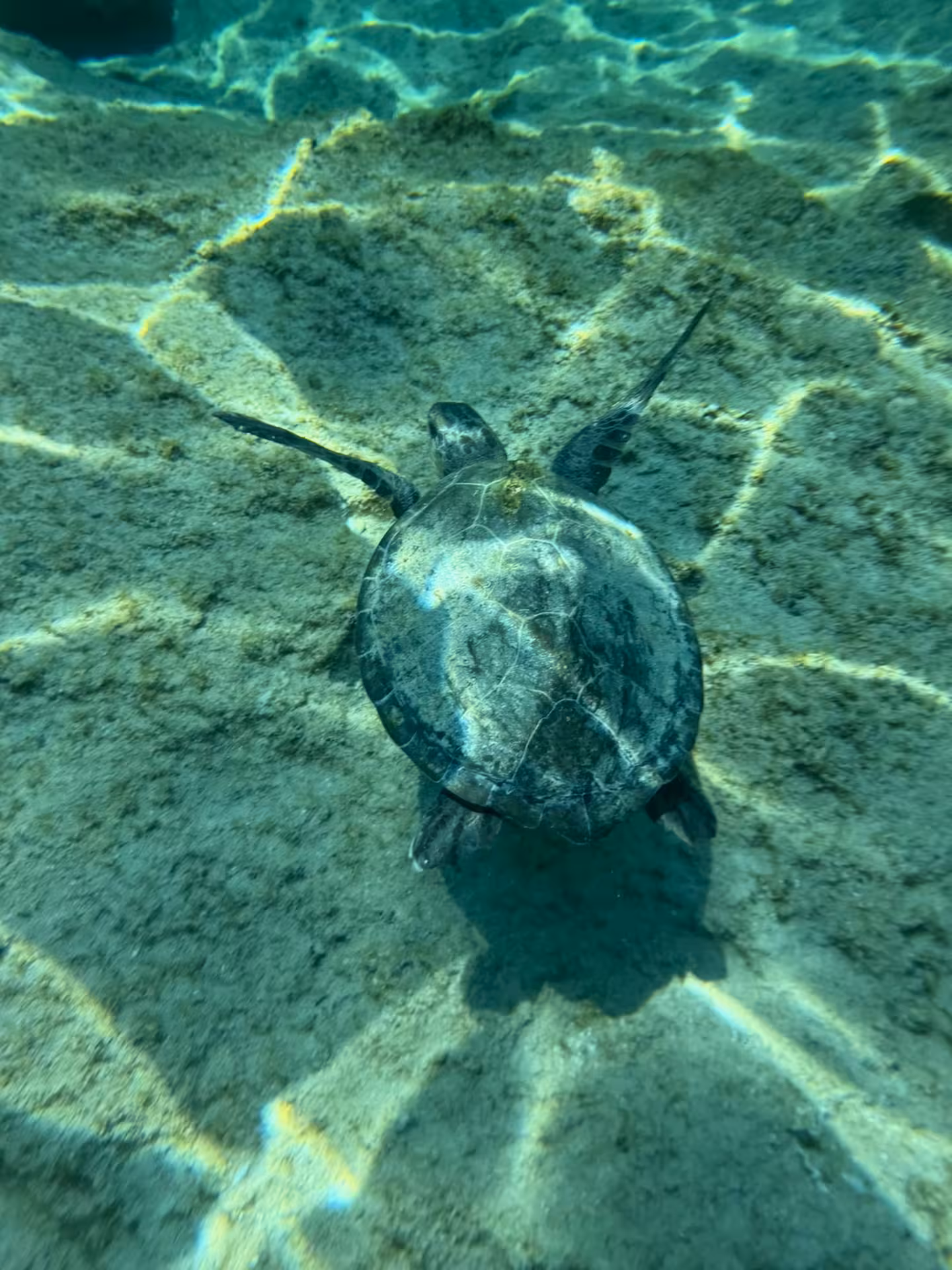 Snorkelling with a sea turtle in clear water on the 3-hour Cave & Snorkelling Experience by Bayliner M17
