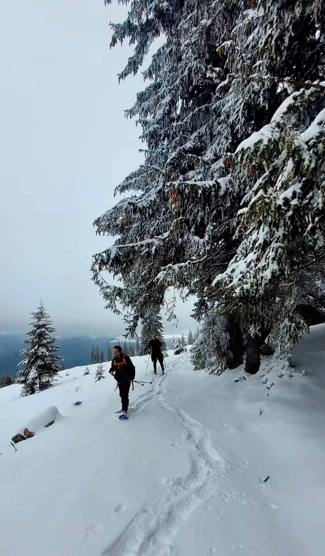 Two hikers snowshoeing through deep snow beside snow-covered spruce trees in Apuseni mountains