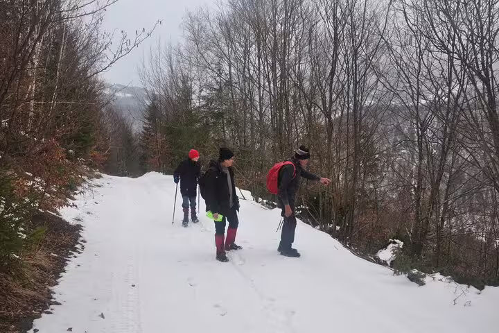 Three hikers snowshoeing on a snowy trail through bare winter trees in Taga Mountains near Brasov