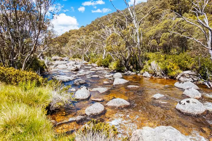 Crystal-clear mountain stream flowing through lush greenery in Snowy Mountains, NSW, perfect for a 3-day private tour.