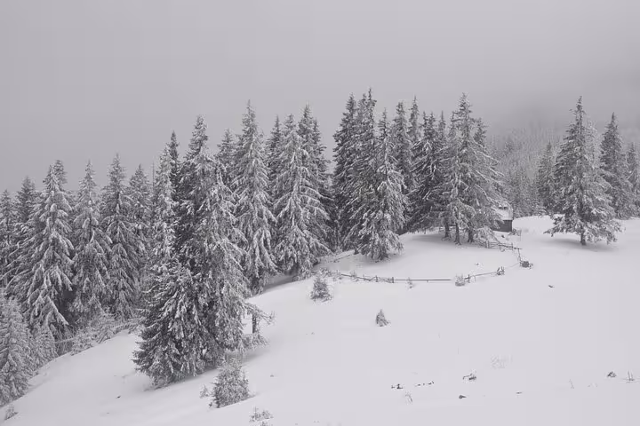 Snow-covered spruce forest on a misty winter hillside in Taga Mountains near Brasov