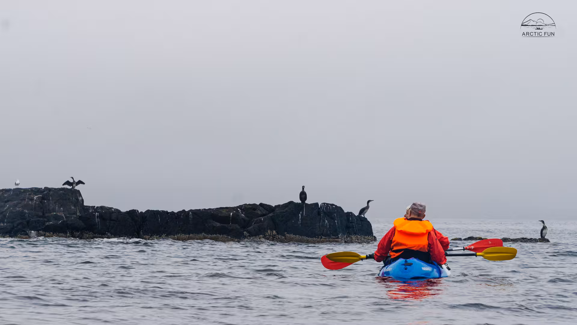 Solo kayaker approaching rocky coastline with seabirds in Berufjörður, East Fjords Iceland kayaking tour.