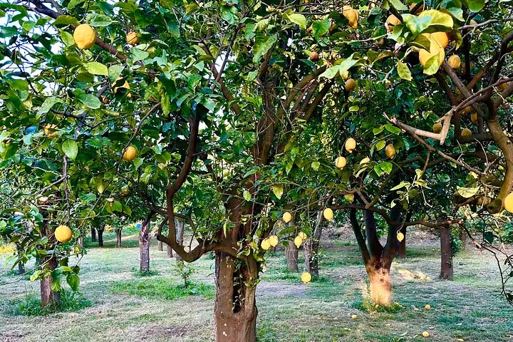 Vibrant lemon trees laden with ripe lemons in a picturesque Sorrento grove, ideal for an immersive tasting experience.