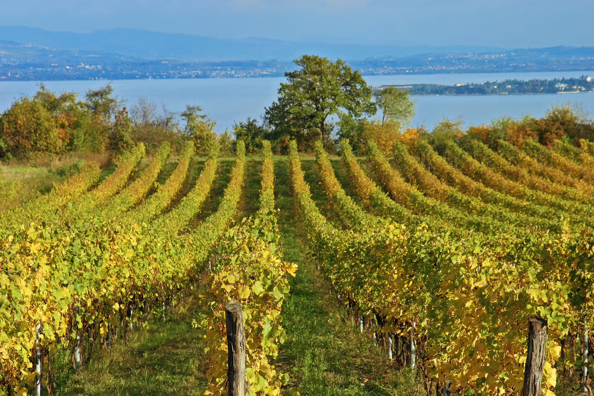 Scenic vineyard rows overlooking a tranquil bay, featured on the Sorrento Positano wine tasting and countryside tour