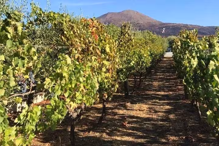 Stroll through lush vineyards near Mount Vesuvius, a highlight of the Sorrento wine-tasting lunch experience.