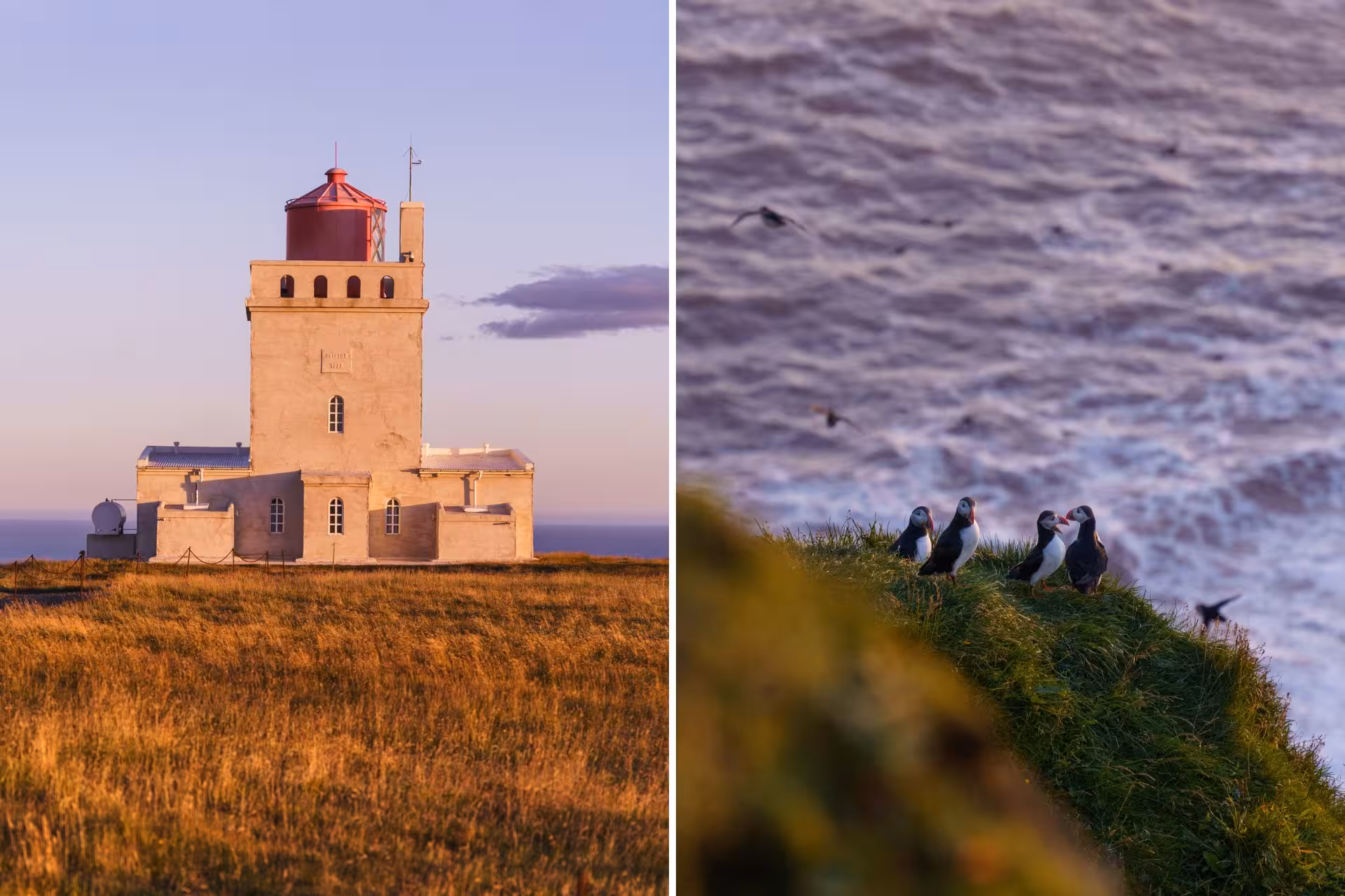 Dyrhólaey lighthouse at golden hour beside Atlantic puffins perched on coastal cliffs in South Iceland