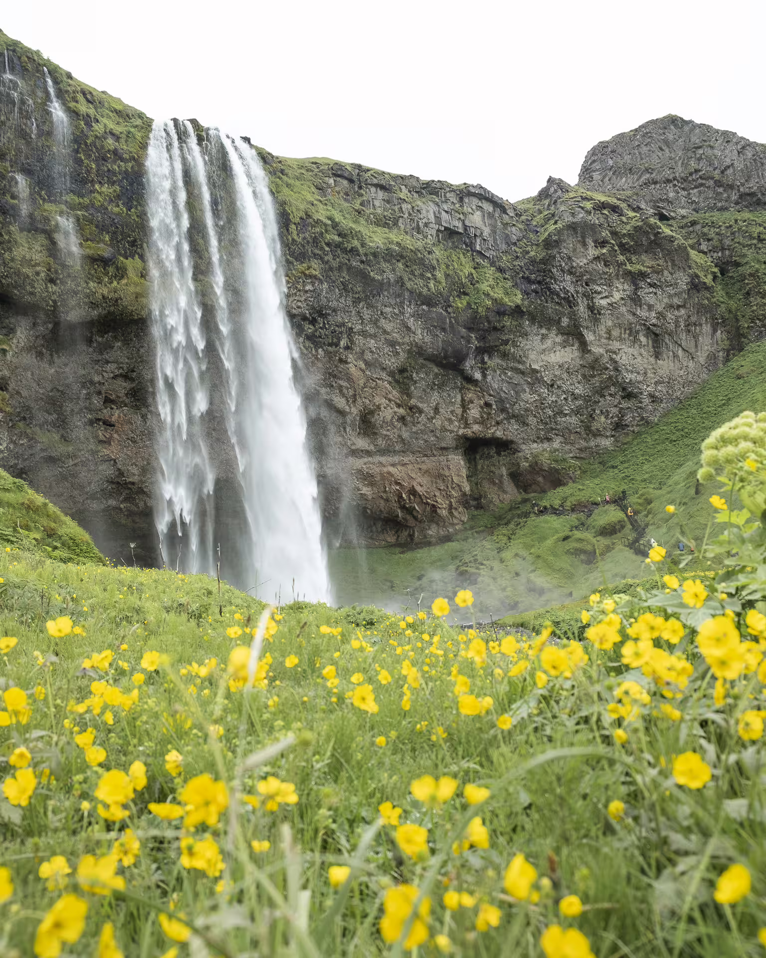 Seljalandsfoss waterfall cascading over mossy cliffs with yellow wildflowers in the foreground, Iceland