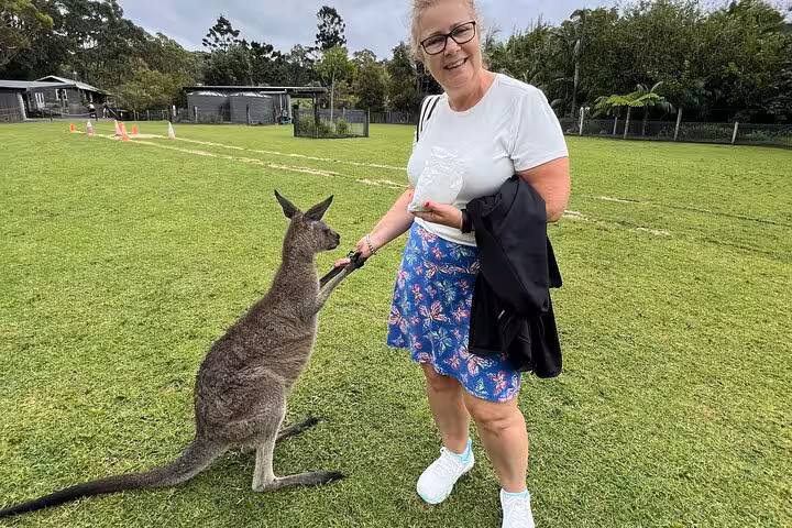 Visitor interacts with a friendly kangaroo on a lush green field during the South Coast Private Daily Group Tour.