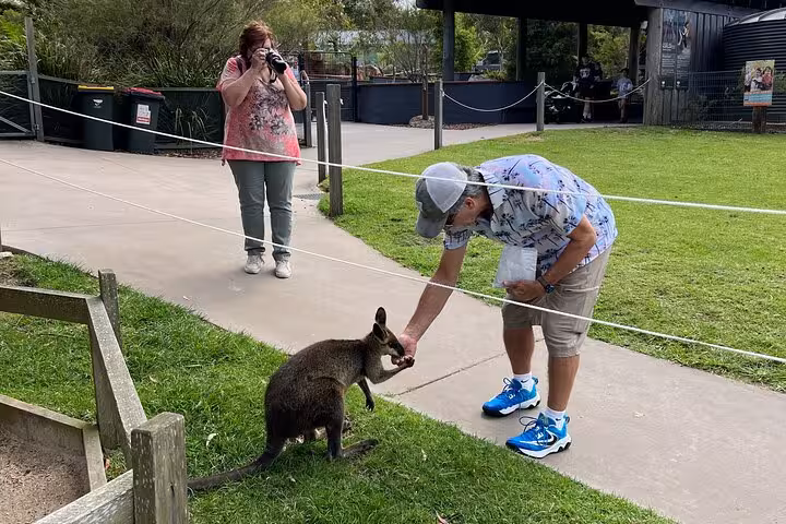 Tourist feeding a friendly wallaby at a wildlife park on the South Coast tour, perfect for up-close animal encounters.