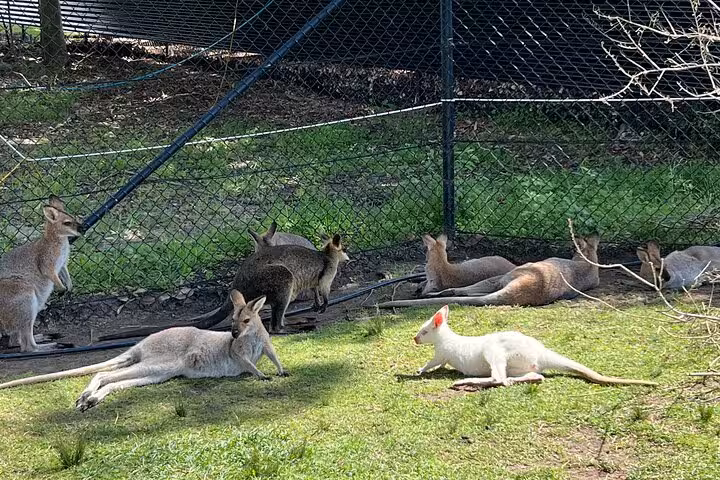 Group of wallabies relaxing in a wildlife enclosure on the South Coast tour, showcasing diverse native wildlife.