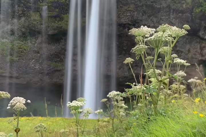 Tall waterfall cascading over rocky cliff with white wildflowers in foreground on Iceland South Coast