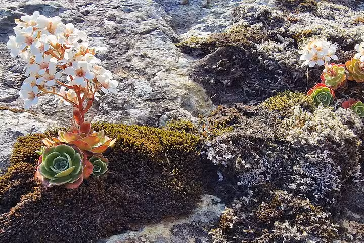 Succulents and white wildflowers growing on mossy volcanic rock in Southeast Iceland