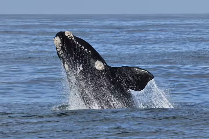 Southern right whale breaching in Hermanus waters during whale watching boat tour, offering an awe-inspiring marine wildlife experience.