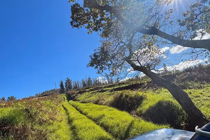 4x4 track through lush southwest Madeira hillsides under blue sky on cultural and geological adventure tour
