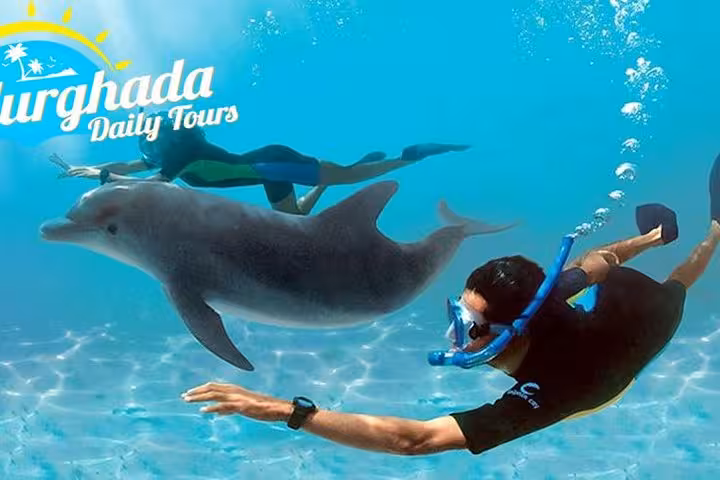 Snorkel with dolphins in Hurghada on a speedboat tour, swimming beside a bottlenose dolphin in clear water