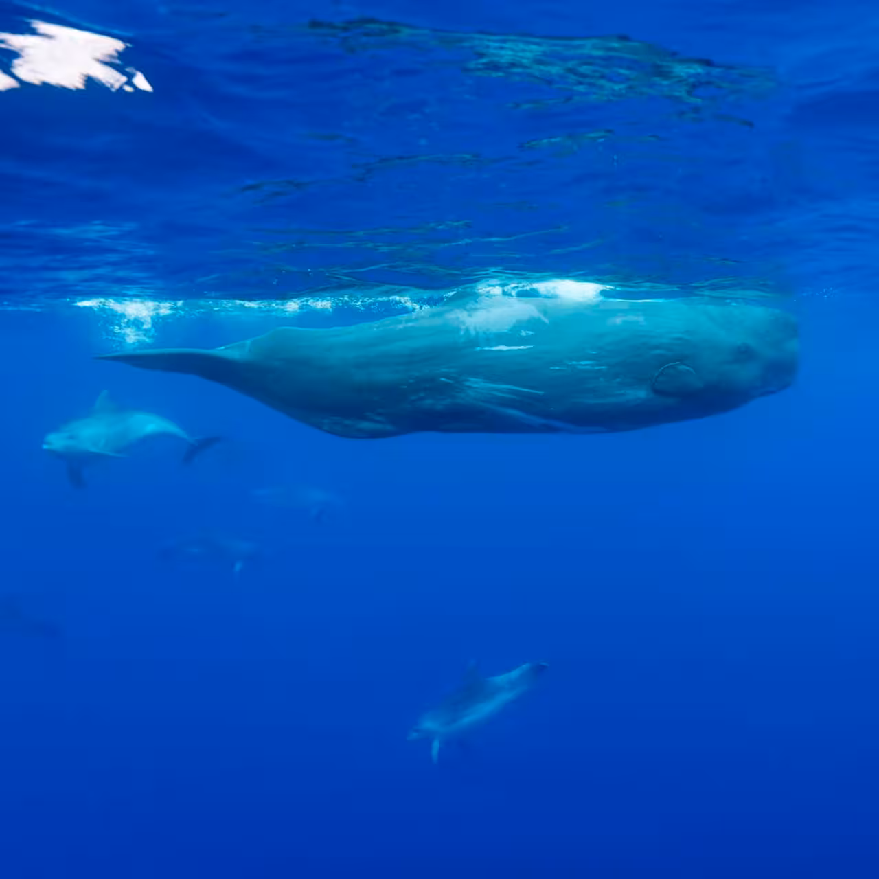 Underwater view of a sperm whale and dolphins in the Azores near Ilhéus das Cabras during snorkeling trip