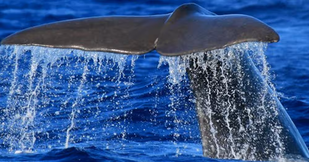 Close-up of a sperm whale fluke splashing as it dives on a Terceira Island whale watching boat tour in the Azores
