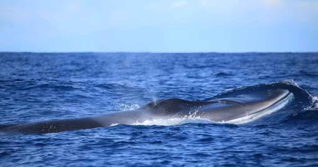Sperm whale surfacing in Atlantic on Gran Canaria whale and dolphin watching tour to Cabras Islets with lunch